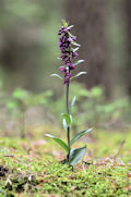 Braunrote Stndelwurz (Epipactis atrorubens)